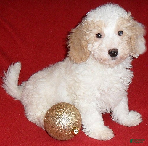 Miniature Poodle dogs Patches - Ad 10