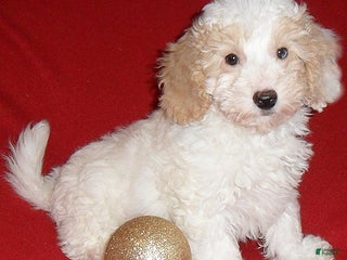 Miniature Poodle dogs Patches - Ad 22