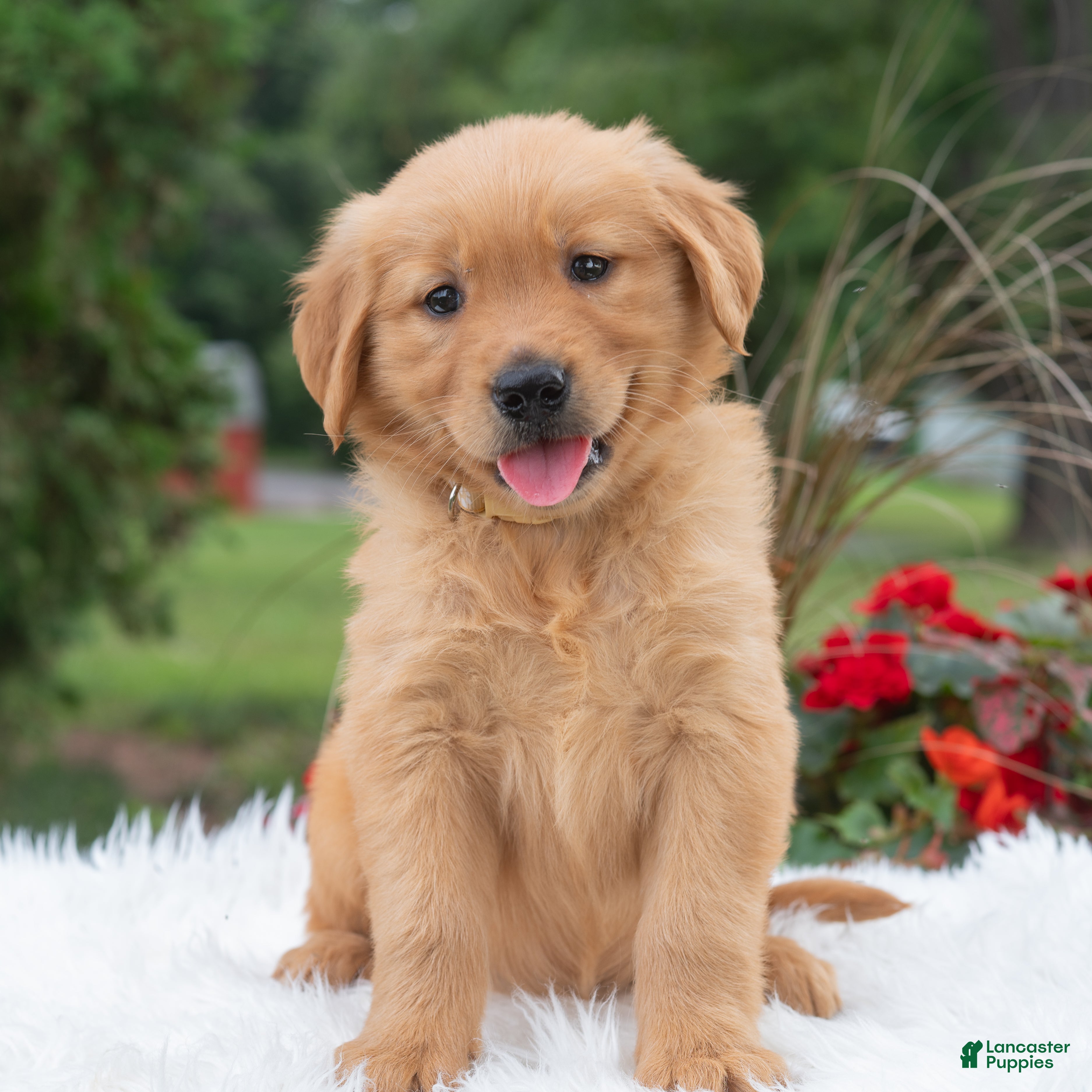 Golden Retriever dogs Hannah  - Ad 1