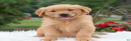 Golden Retriever dogs for sale: Hannah  - Ad 1