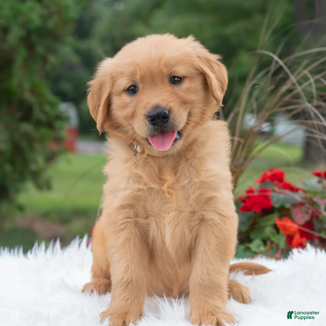 Golden Retriever dogs for sale: Hannah  - Ad 1