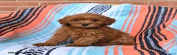 Cavapoo dogs for sale: Rusty - Ad 3