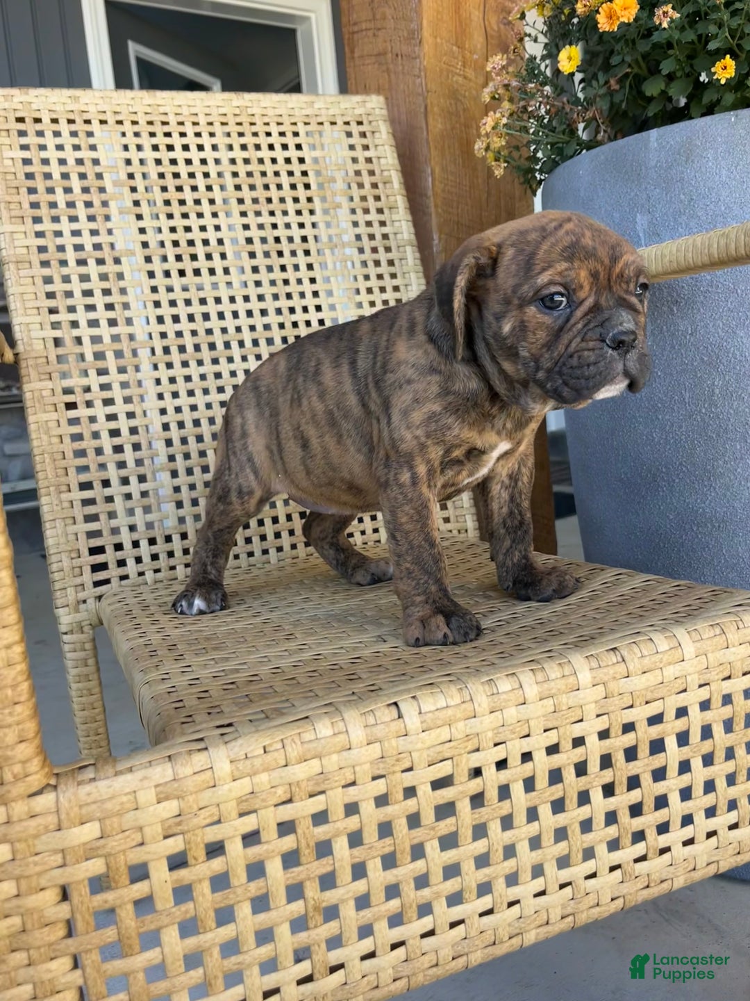 Olde English Bulldogge dogs for sale: Penny - Ad 4