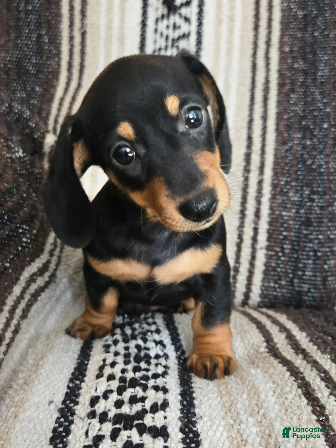 Miniature Dachshund dogs for sale: Elli - Ad 4
