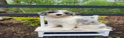 Bernedoodle dogs for sale: Lucy - Ad 7
