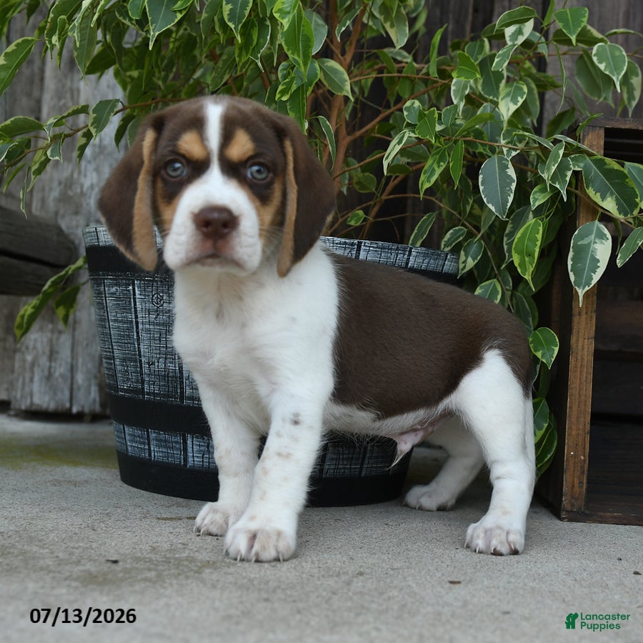 Beagle dogs Venus - Ad 2