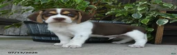 Beagle dogs for sale: Venus - Ad 2
