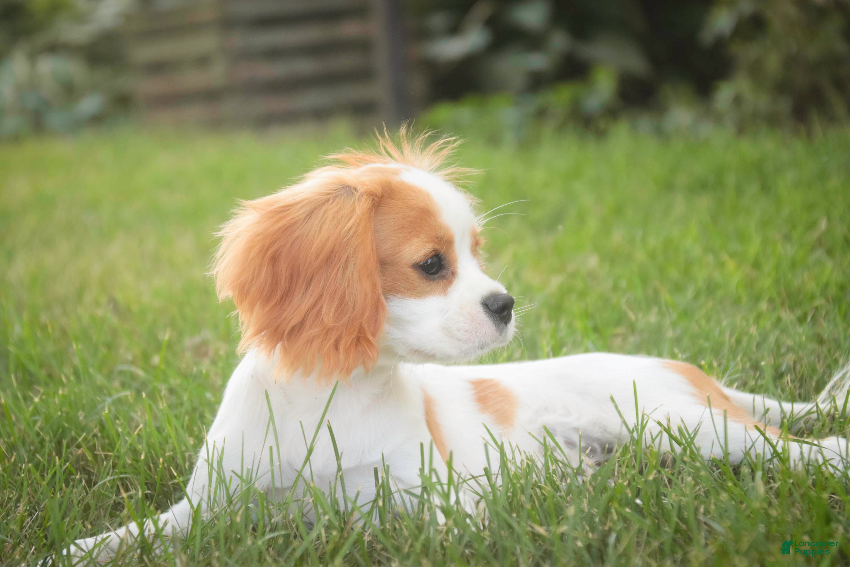 Cavalier King Charles Spaniel dogs Lars - Ad 2