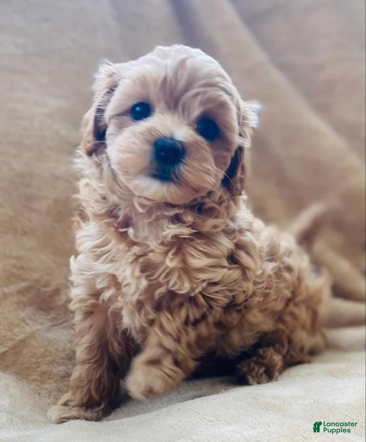 Maltipoo dogs Jamie - Ad 23