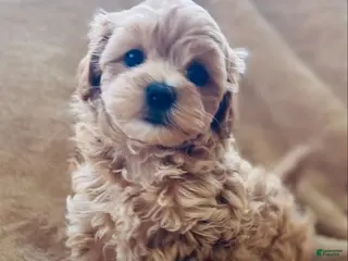 Maltipoo dogs Jamie - Ad 23