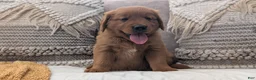 Golden Retriever dogs for sale: Hudson  - Ad 3
