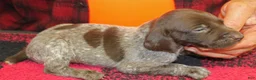 German Shorthaired Pointer dogs for sale: German Shorthaired Pointer Puppy 5 - Ad 1
