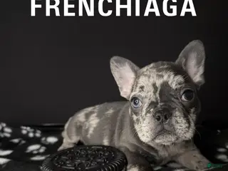 French Bulldog dogs for sale: DOLCE 🩷 - Ad 2