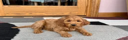Cockapoo dogs for sale: Manny - Ad 6