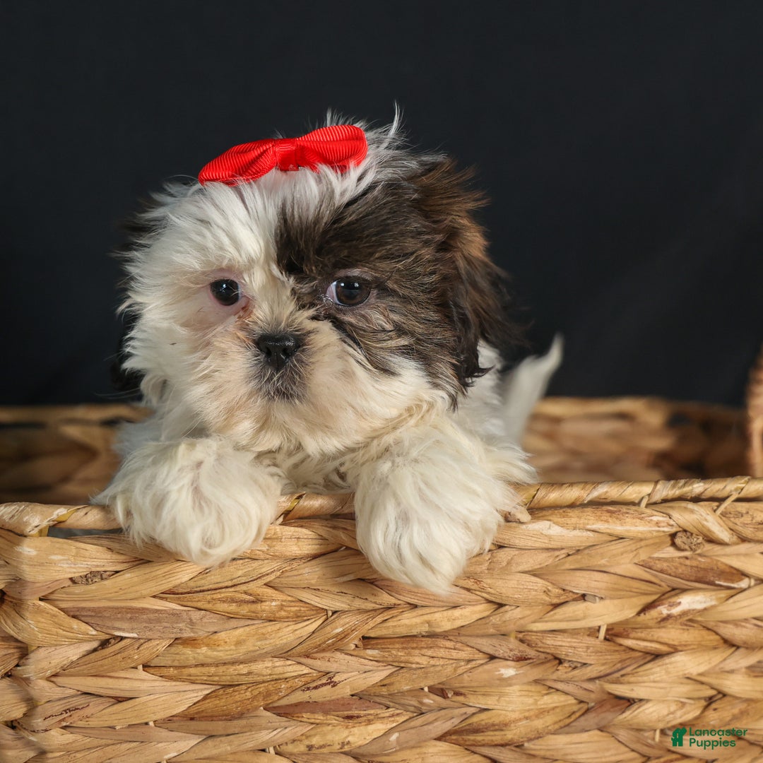 Shih Tzu dogs for sale: ROSIE - Ad 7