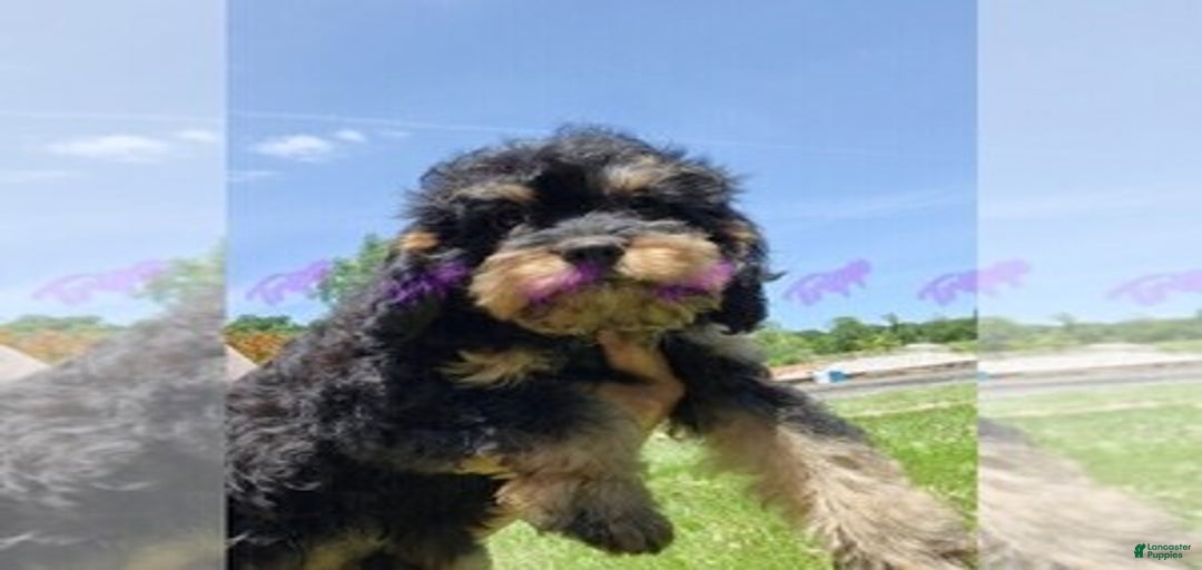 Gallery Image {{count}}