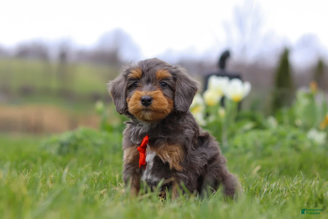 Mini Bernedoodle dogs for sale: Theo - Ad 2