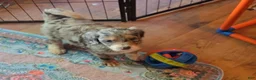 Bernedoodle dogs for sale: Bernedoodle 8 Orange collar  - Ad 8
