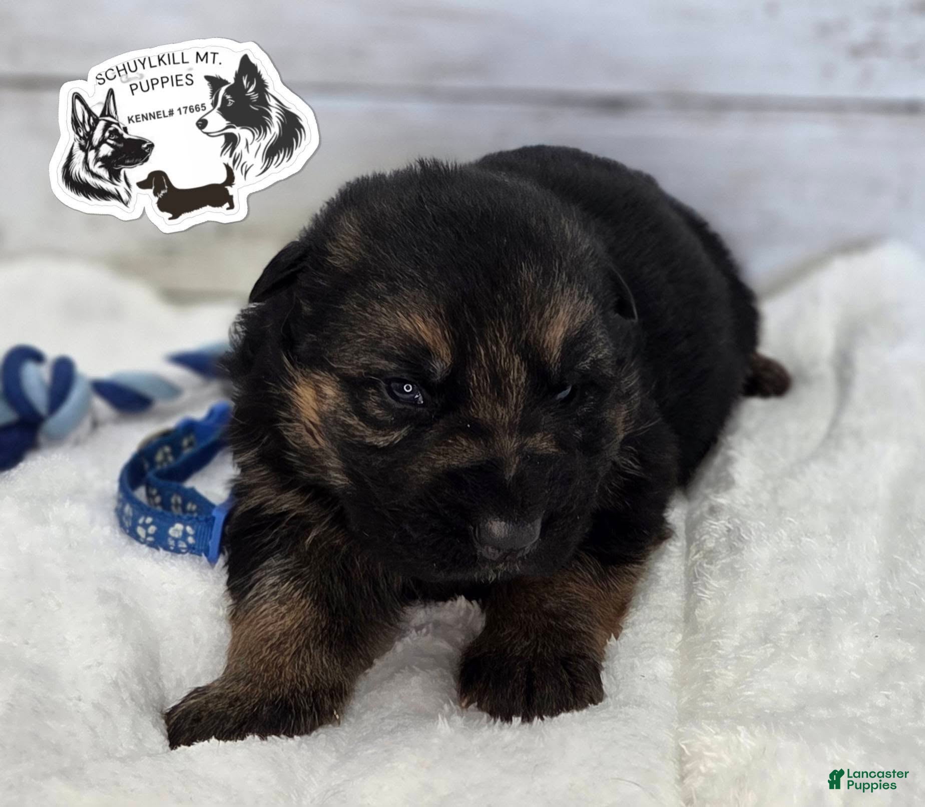 German Shepherd dogs Chase  - Ad 21