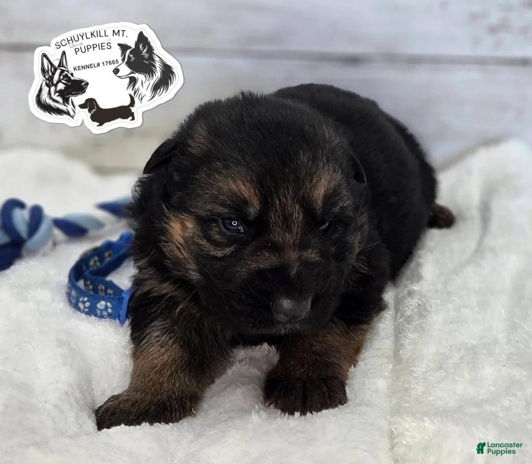 German Shepherd dogs for sale: Chase  - Ad 1