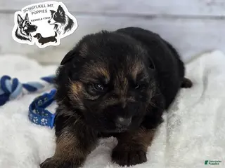 German Shepherd dogs Chase - Ad 21