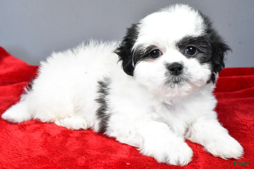 Teddy Bear dogs for sale: poppy - Ad 6