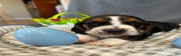 Basset Hound dogs for sale: Newt  - Ad 9