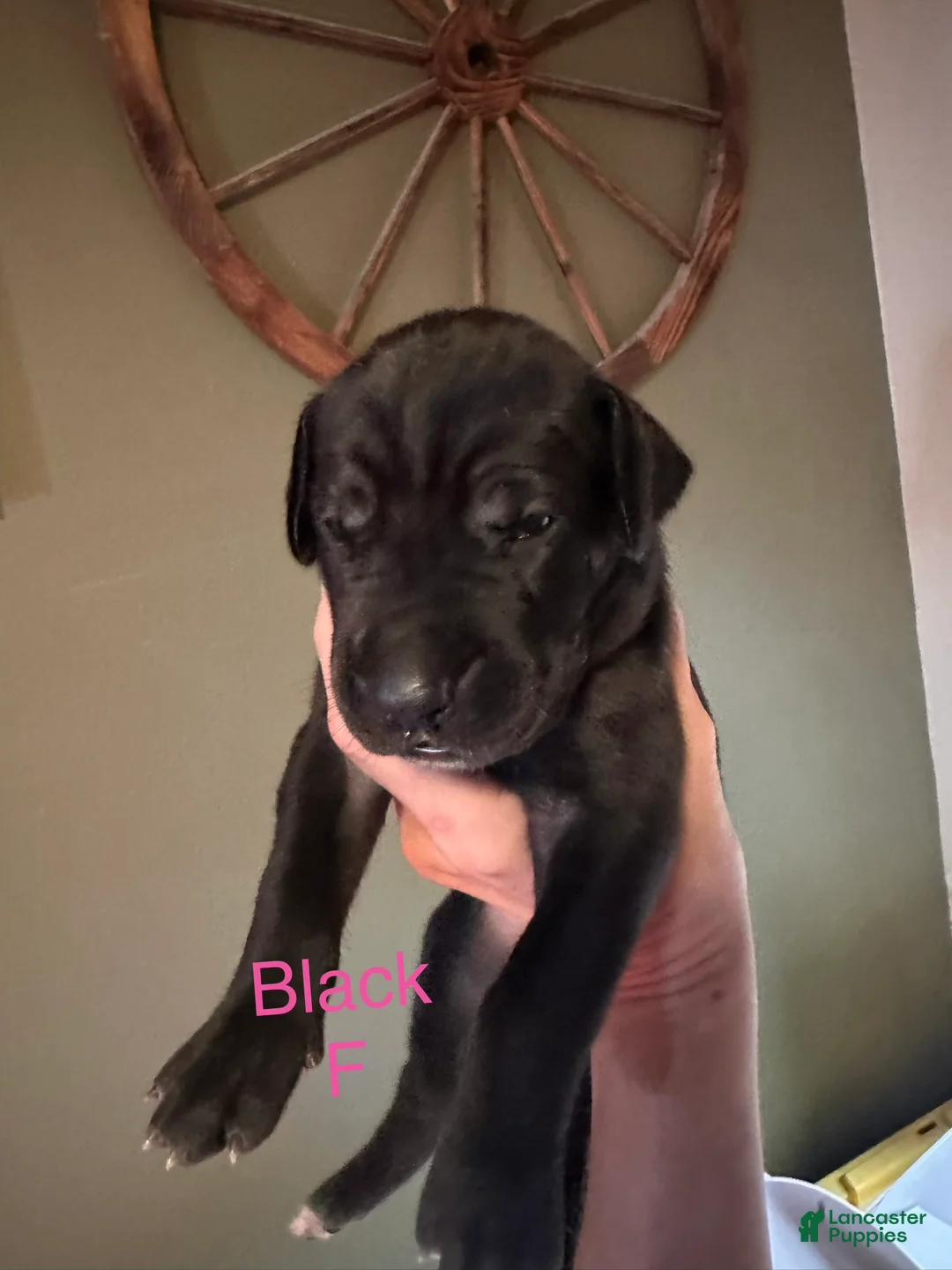 Great Dane dogs for sale: Great Dane 5 - Ad 2