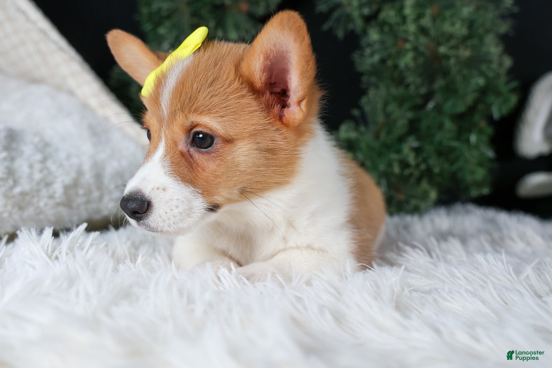 Welsh Corgi Pembroke dogs for sale: Izzy - Ad 13