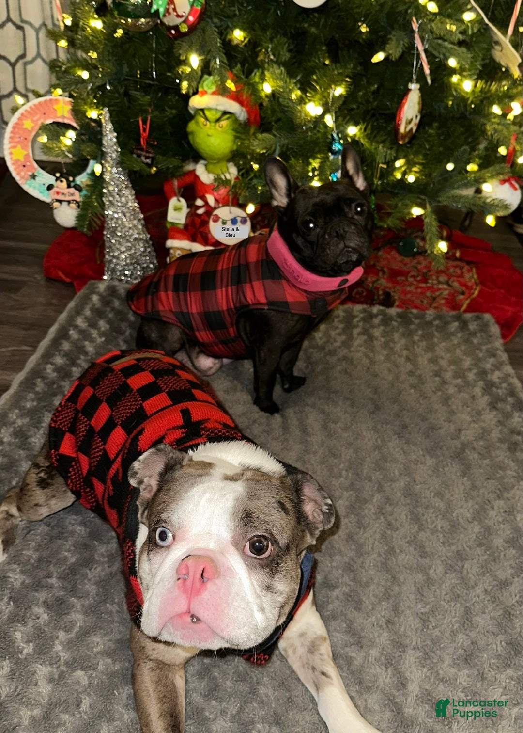 French Bulldog dogs for sale: Tiny - Ad 15