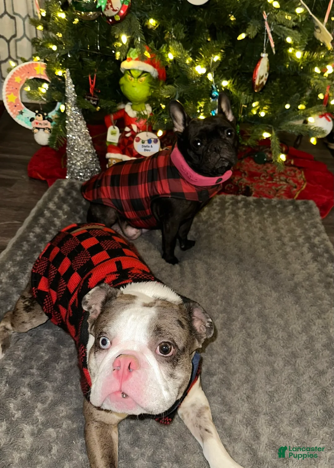 French Bulldog dogs for sale: Junior - Ad 19