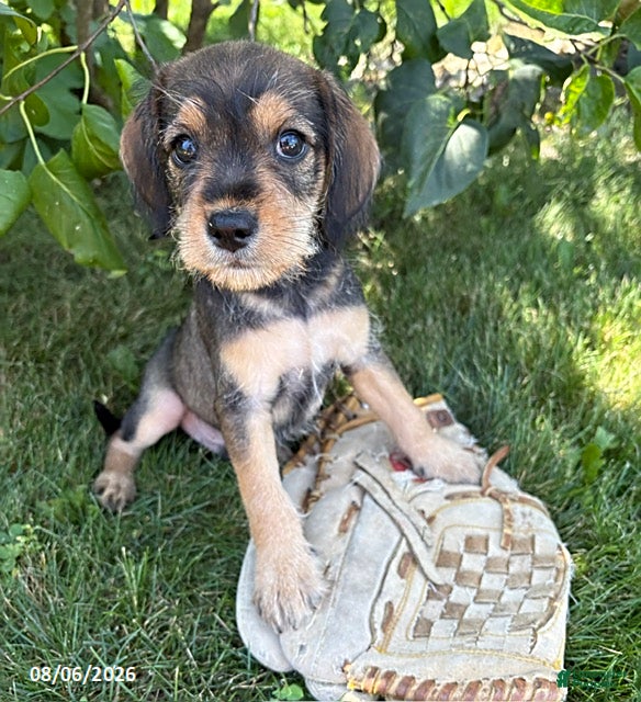 Schnoodle dogs Theodore - Ad 2