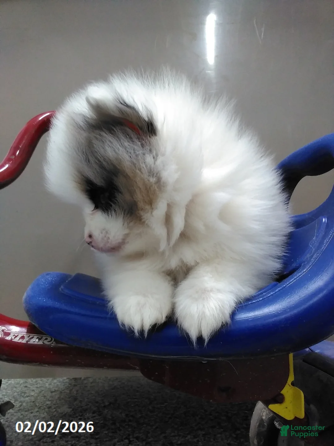 Pomeranian dogs for sale: Maize - Ad 4