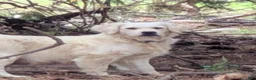 Golden Retriever dogs for sale: Ingalls - Ad 4