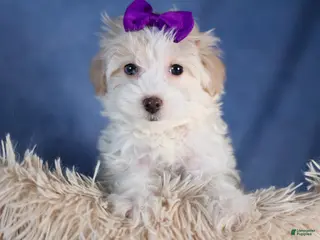 Havapoo dogs FANCY - Ad 35