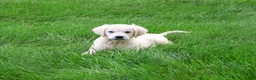 Golden Retriever dogs for sale: Tilly - Ad 1
