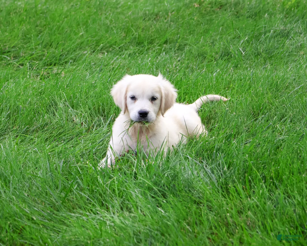 Golden Retriever dogs for sale: Tilly - Ad 1