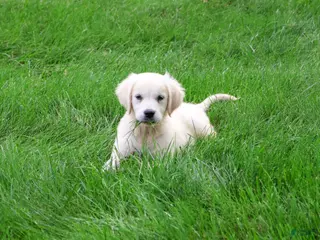 Golden Retriever dogs Tilly - Ad 35