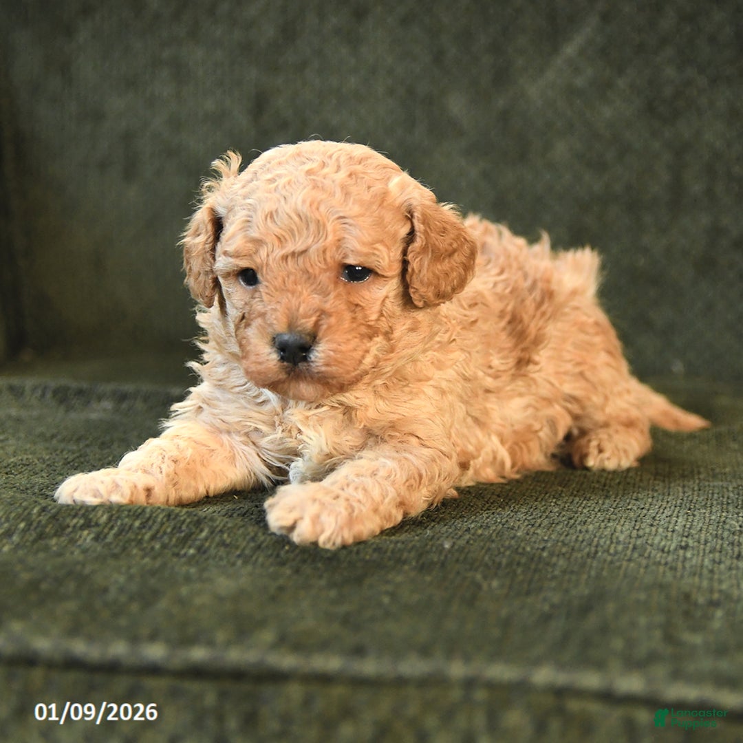 Cavapoo dogs for sale: Mickey - Ad 2
