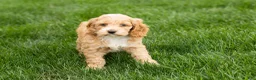 Cockapoo dogs for sale: Barbara  - Ad 1
