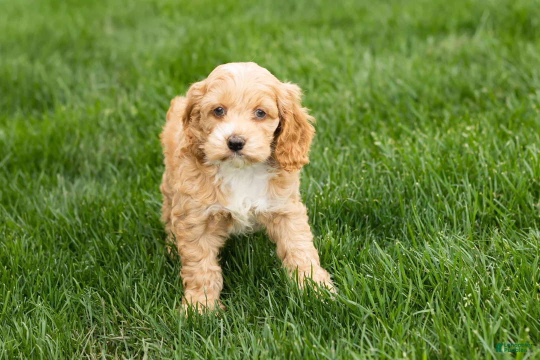 Cockapoo dogs for sale: Barbara  - Ad 1