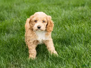 Cockapoo dogs Barbara - Ad 12