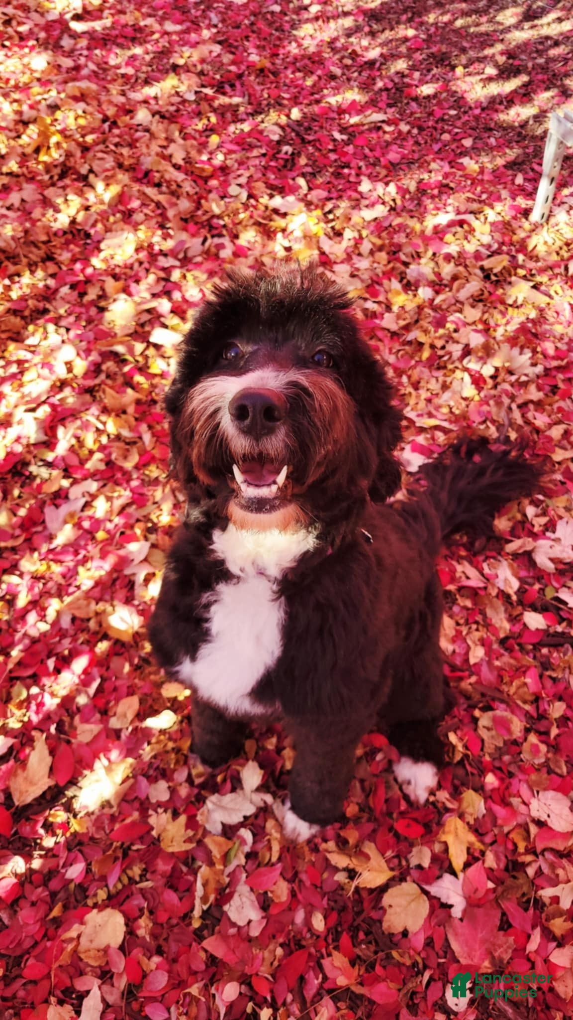 Bernedoodle dogs Bernedoodle 4 - Ad 2