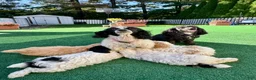 Toy Poodle dogs for sale: Pepper - Ad 7