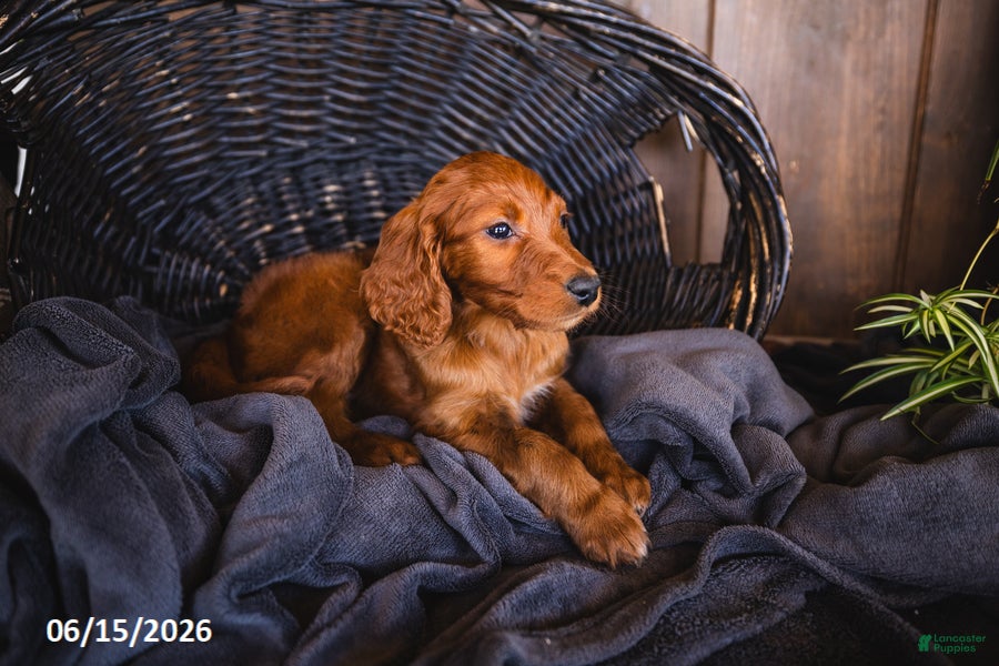 Irish Doodle dogs Trevor - Ad 15