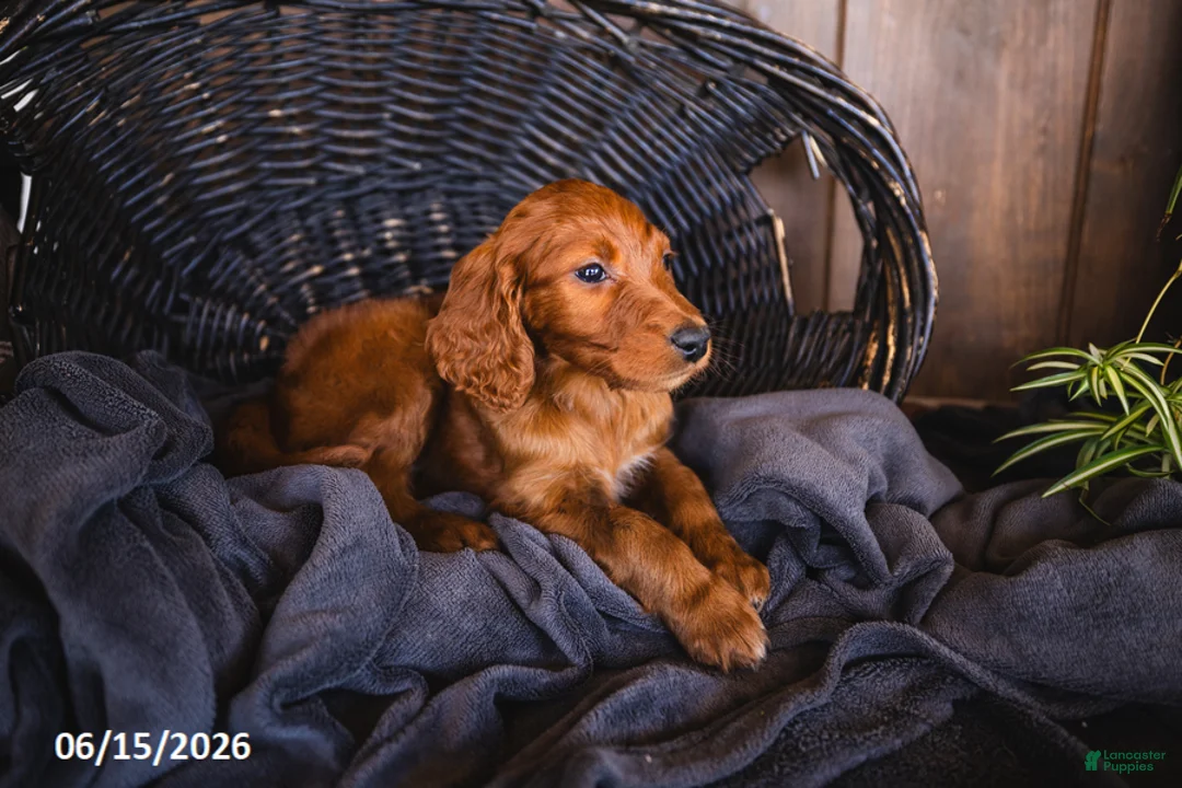 Irish Doodle dogs for sale: Trevor - Ad 1