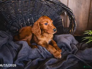 Irish Doodle dogs Trevor - Ad 15