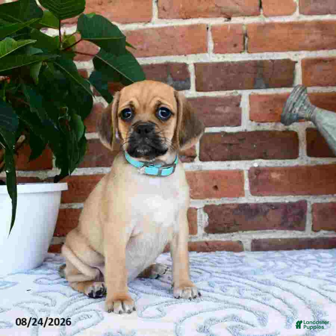 Puggle dogs for sale: Saloma - Ad 2