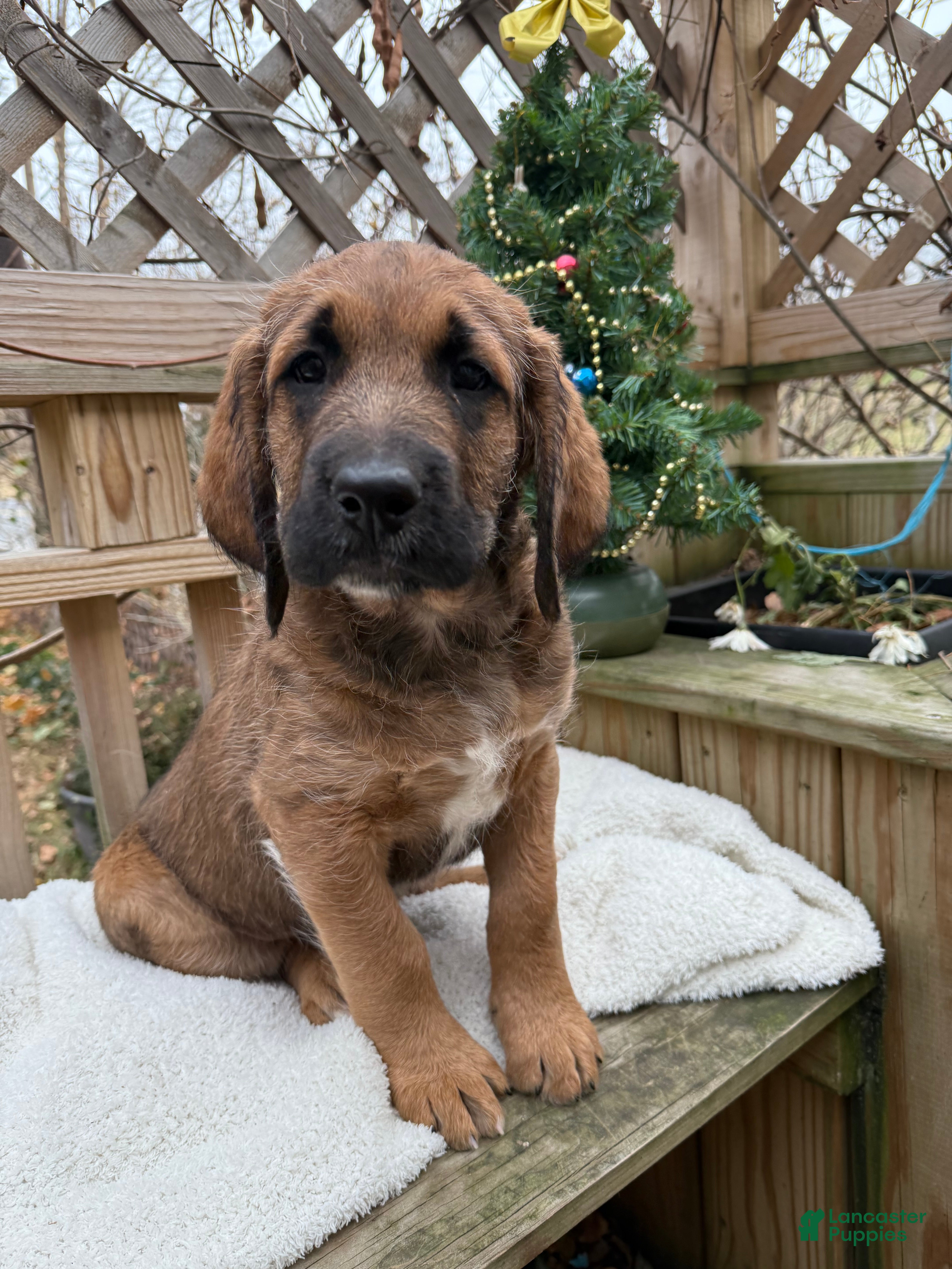 Mixed Breed dogs Oscar - Ad 2