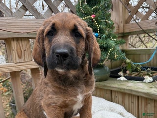 Mixed Breed dogs Oscar - Ad 25